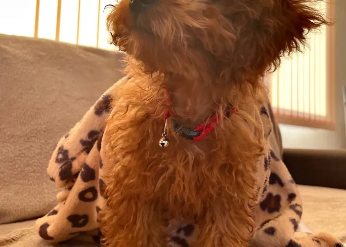 Stefaniya Apartamento *